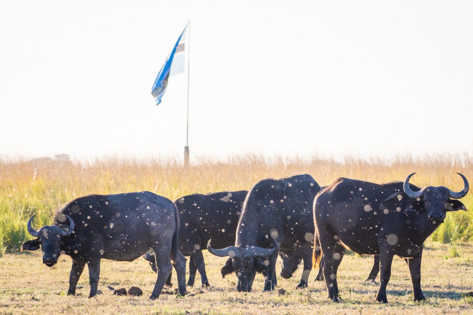 Chobe Safari Lodge - Image 3